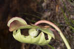 Purple pitcherplant